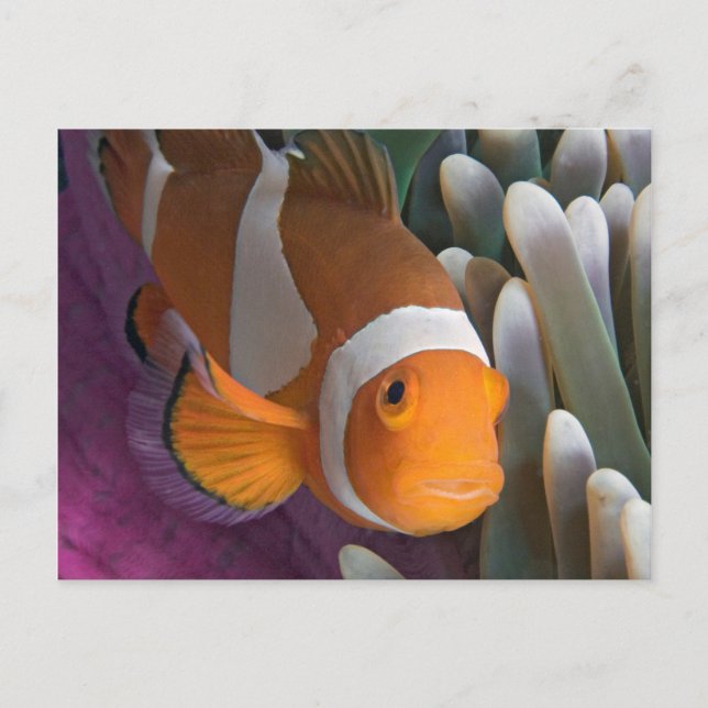 Westernare blöjfiskfisk vykort (Framsida)