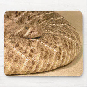westernare diamantback-ratterné musmatta