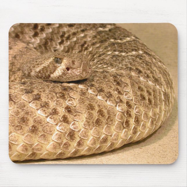 westernare diamantback-ratterné musmatta (Framsidan)