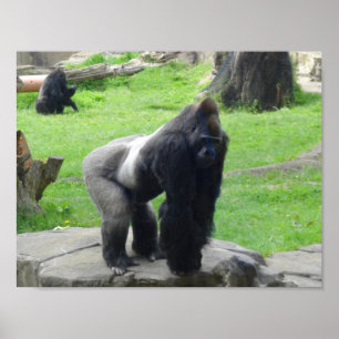 Westernare Lowland Gorilla #1 Poster