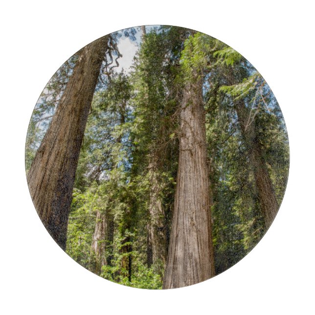 Westernare rödkedar Träd (Framsidan)