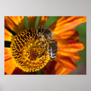 Westernt makrofoto för honungsbin poster