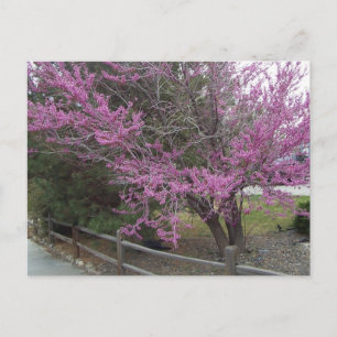 Westernt Redbud-vykort Vykort