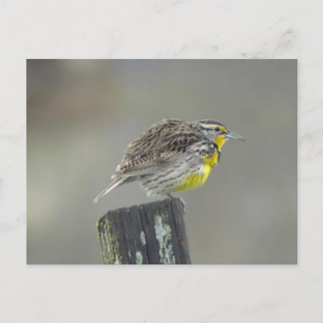 Westernt vykort för meadowlark (Framsida)
