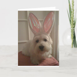 Westhighland Bunny Kort