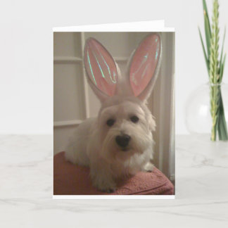 Westhighland Bunny Kort