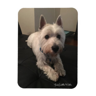 Westie 3"" magnet för foto x4