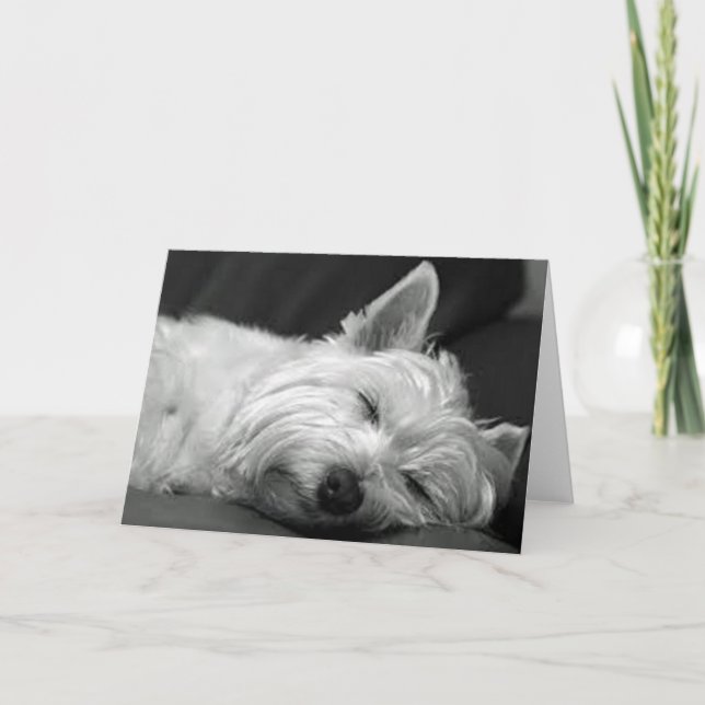 Westie Asov Kort (Framsida)