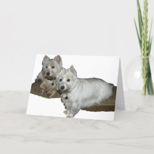 Westie Desi och Lucy Kort