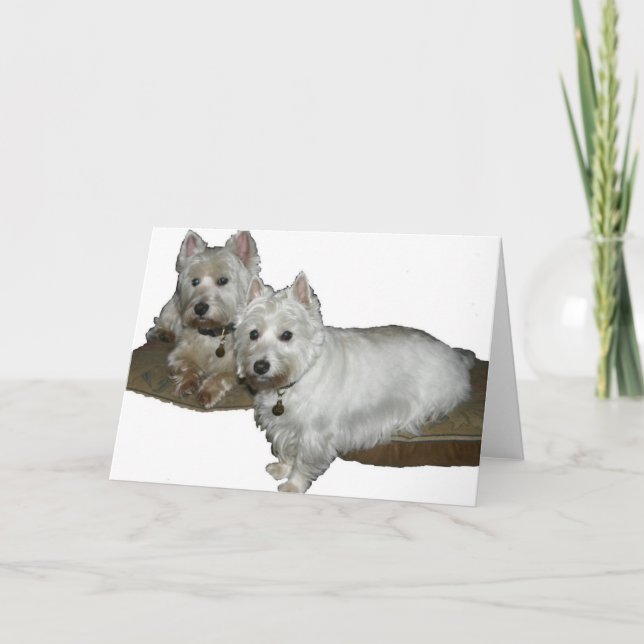 Westie Desi och Lucy Kort (Framsida)