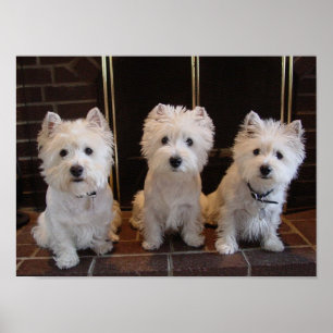 Westie flickaTrio Poster