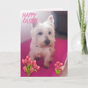 Westie glad påsk 3 helgkort