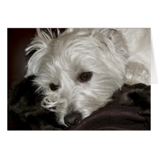 Westie Hälsningskort