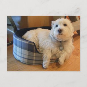Westie in Doggie Bed Photo Postcard Vykort