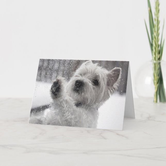 Westie in Rain Kort (Framsida)