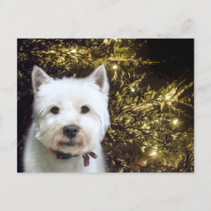 Westie Jul Helg Vykort