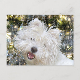 Westie Jul Helg Vykort