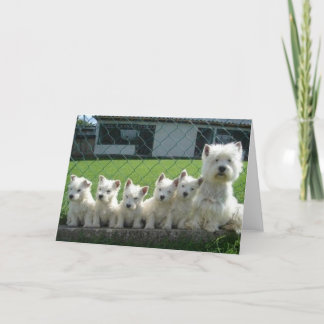 Westie-Mamma och Valpar Kort