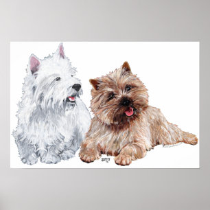 Westie med Brown Cairn Terrier Poster