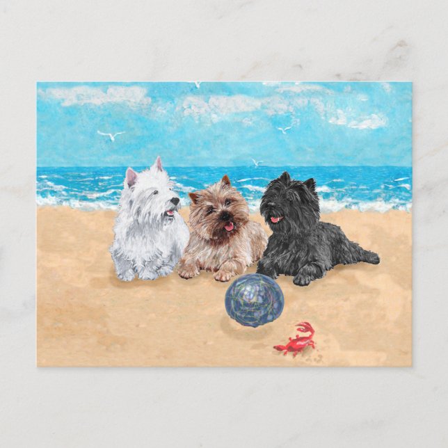 Westie med Cairn Terriers på stranden Vykort (Framsida)