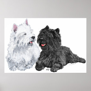 Westie med en svart Cairnterrier Poster
