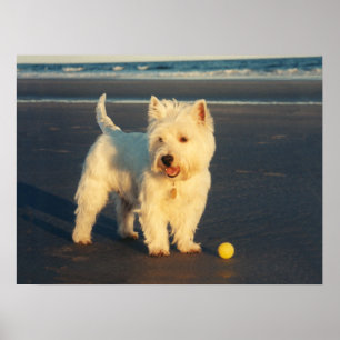 Westie med Gult Boll Poster