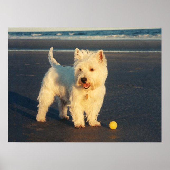 Westie med Gult Boll Poster (Framsidan)