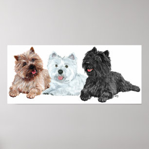 Westie med två Cairn Terriers Poster