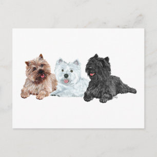 Westie med två Cairn Terriers Vykort