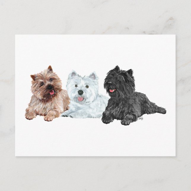 Westie med två Cairn Terriers Vykort (Framsida)