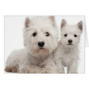 Westie Mor och Puppy Hälsningskort