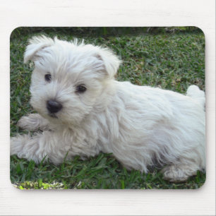 Westie Musmatta