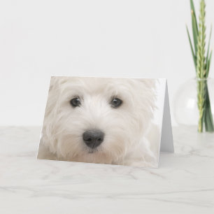 Westie närbild kort