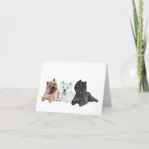 Westie och Cairn Terrier Kort