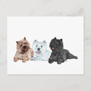 Westie och Cairn Terriers Vykort
