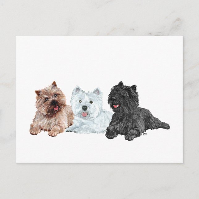 Westie och Cairn Terriers Vykort (Framsida)