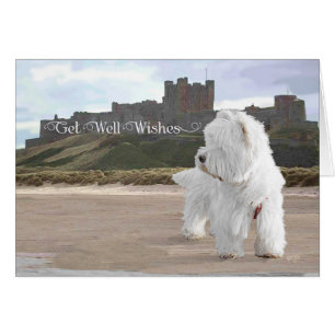 Westie på Bamburgh Castle Hälsningskort