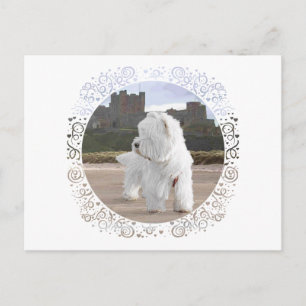 Westie på Bamburgh Castle Vykort