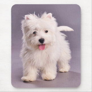 Westie puppy musmatta