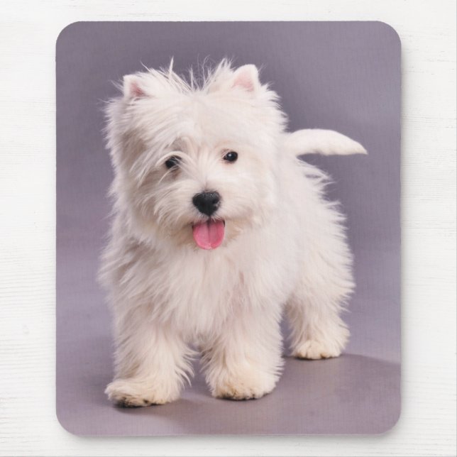 Westie puppy musmatta (Framsidan)