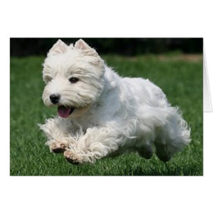 Westie Running Hälsningskort