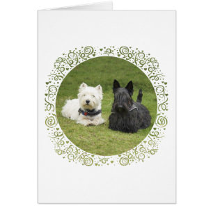 Westie & Scottie Grön Gräs Hälsningskort