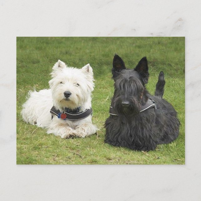 Westie & Scottie Grön Gräs Vykort (Framsida)