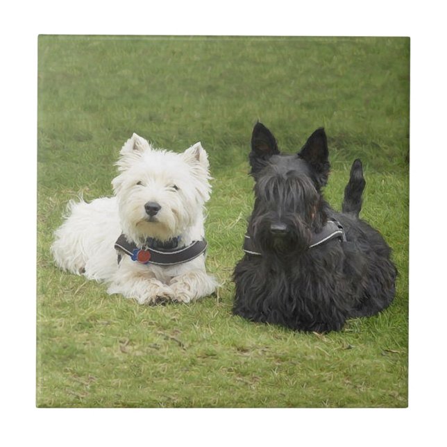 Westie & Scottie Grönt Gräs Kakelplatta (Framsidan)
