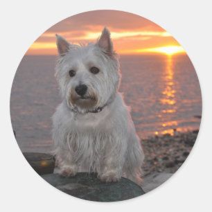 Westie solnedgång runt klistermärke