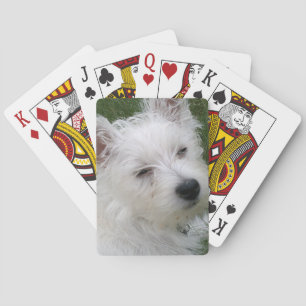Westie som leker kort spelkort