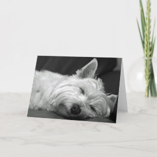 Westie Sover Kort