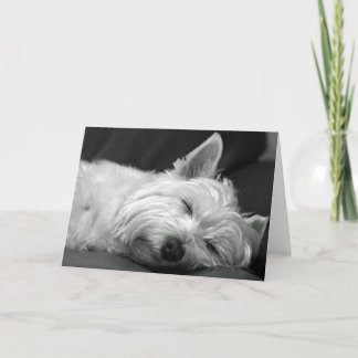 Westie Sover Kort