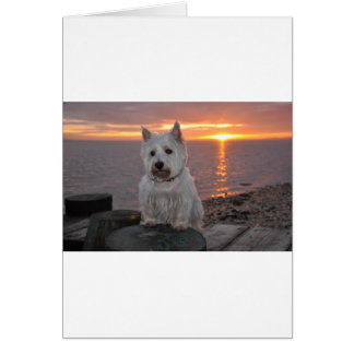 Westie Sunset Hälsningskort