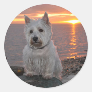 Westie Sunset Runt Klistermärke